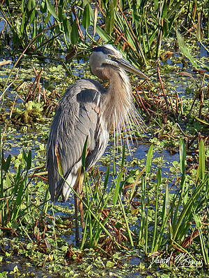 Nature Photograph - Great Blue Heron by David McKinney
