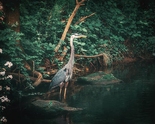Reflection Wall Art featuring the photograph Great Blue Heron Emerald Reflections by Jason Fink