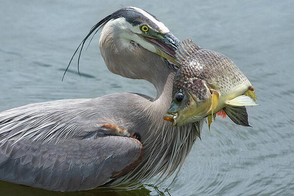 Wall Art featuring the photograph Great Blue Heron Fishing by Rebecca Herranen