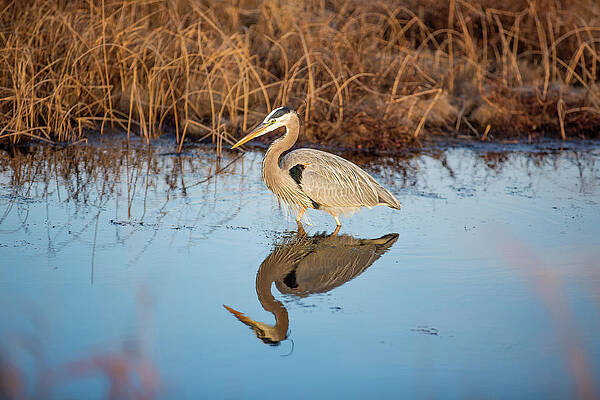 Reflection Wall Art featuring the photograph Great Blue Heron Reflection by Donna Twiford