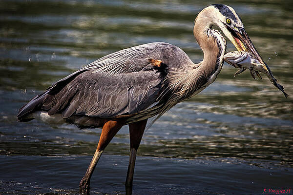 Egret Photograph - Great Blue Heron by Rene Vasquez