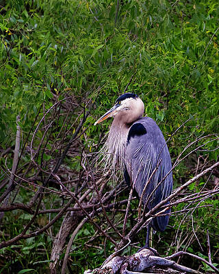 Colorado Wall Art featuring the photograph Great Blue Heron by Shirley Dutchkowski