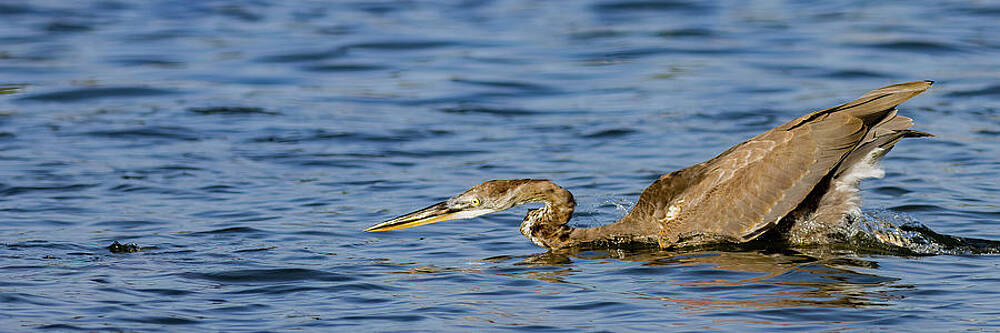 Florida Photograph - Great Blue Heron Strikes by RD Allen