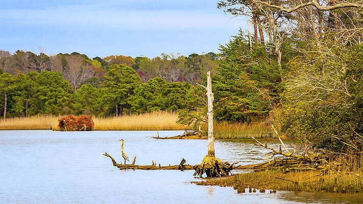 Tree Photograph - Great Blue Heron Wading Out For Lunch by David Fountain