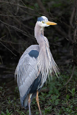 Wall Art featuring the photograph Great  Blue by Jim E Johnson