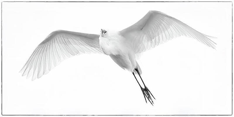 Wall Art featuring the photograph Great Egret 69B by Sally Fuller