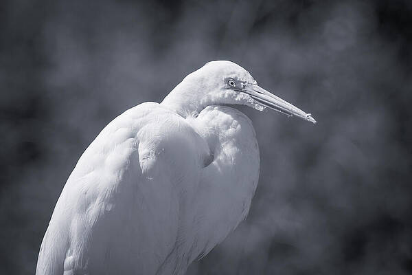 Wall Art featuring the photograph Great Egret 76B by Sally Fuller