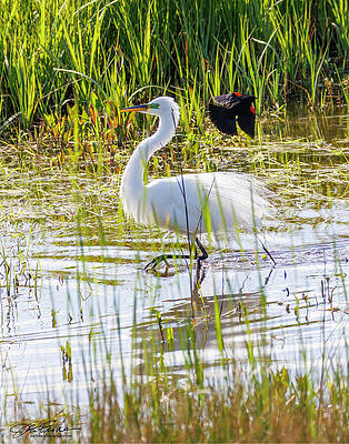 Water Photograph - Great Egret And Red-winged Blackbird by Joe Fisher