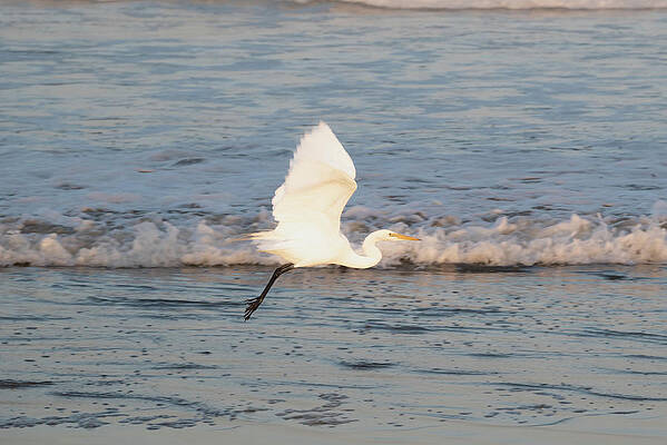 Wall Art featuring the photograph Great Egret In Flight by Matthew DeGrushe