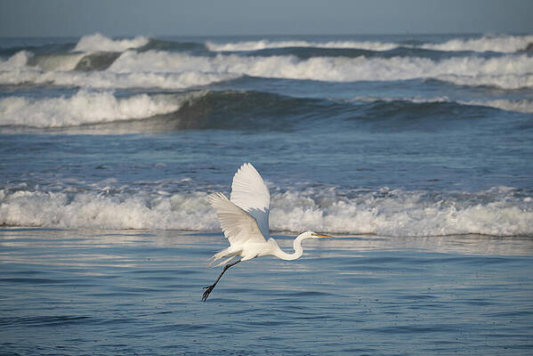 Wall Art featuring the photograph White Egret In Flight Over The Ocean by Matthew DeGrushe
