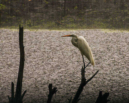 Wall Art featuring the photograph Great Egret In The Rain by Flees Photos