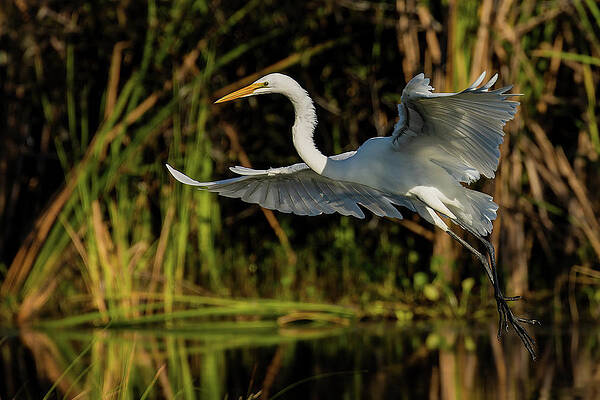 Great Egret Landing Print