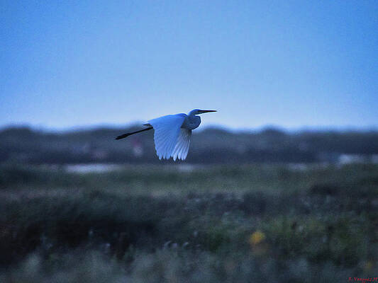 Egret Photograph - Great Egret Morning by Rene Vasquez