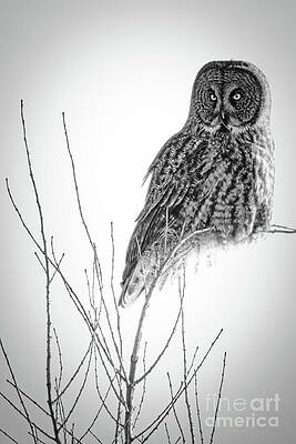 Winter Photograph - Great Gray In Black And White by Natural Focal Point Photography