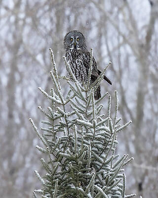 Beautiful Wall Art featuring the photograph Great Grey by James Overesch