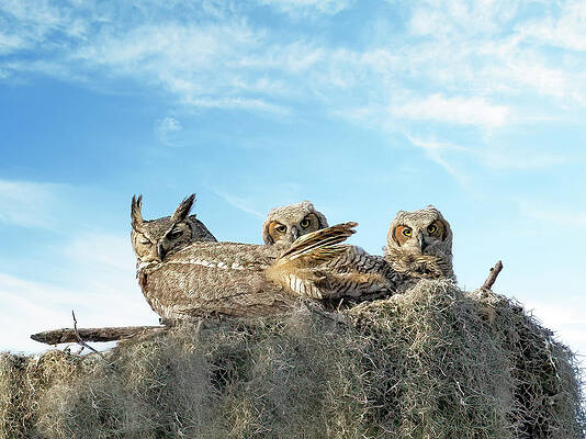 Background Photograph - Great Horned Owl And Chicks by Gina Fitzhugh