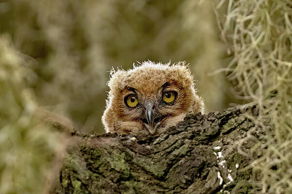 Great Horned Owl Chick by Gina Fitzhugh