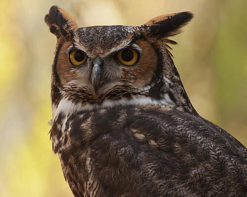Wall Art featuring the photograph Great Horned Owl In A Tree 1 by Flees Photos