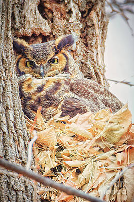 Great Horned Owl in Autumn Nest Photograph