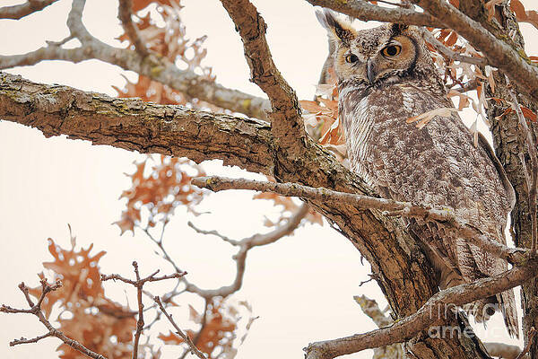Great Horned Owl in Tree Photograph