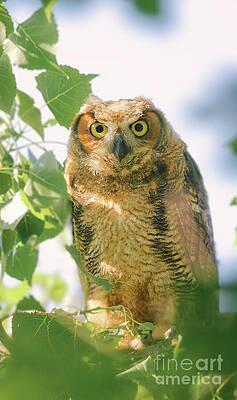 Great Horned Owl in Foliage Photograph
