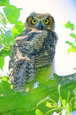 Great Horned Owl in Tree Photograph