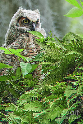 Fl Wall Art featuring the photograph Great Horned Owlet Portrait by Mary Lou Chmura