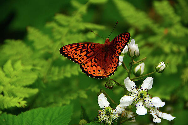 Wall Art featuring the photograph Great Spangled Fritillary On The Vermont Appalachian Trail by Raymond Salani III