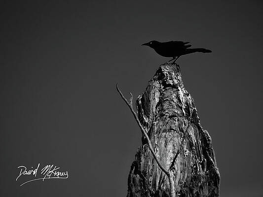 Wall Art featuring the photograph Great-tailed Grackle by David McKinney