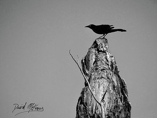 Nature Photograph - Great-tailed Grackle Variant by David McKinney