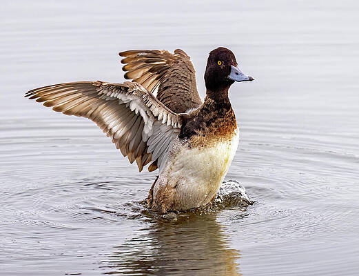 Greater Scaup by Gina Fitzhugh