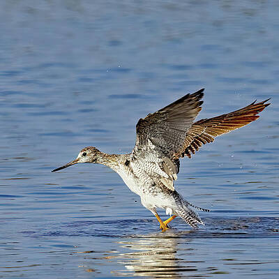 Beautiful Photograph - Greater Yellowlegs by Gina Fitzhugh