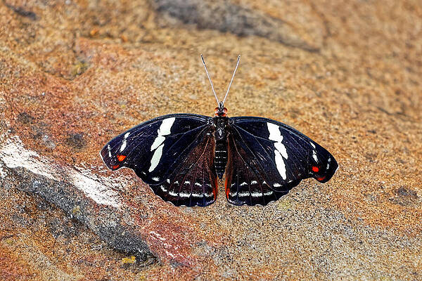 Colorful Butterfly on Rocky Surface Wall Art