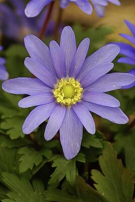 Wall Art featuring the photograph Grecian Windflower Bliss by Deb Beausoleil