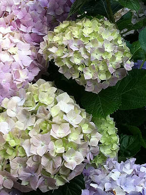 Wall Art featuring the photograph Green And Lavender Hydrangea by Juliette Becker