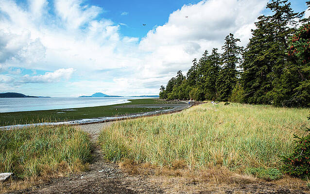 September Photograph - Green Beach And Shore Grass by Tom Cochran