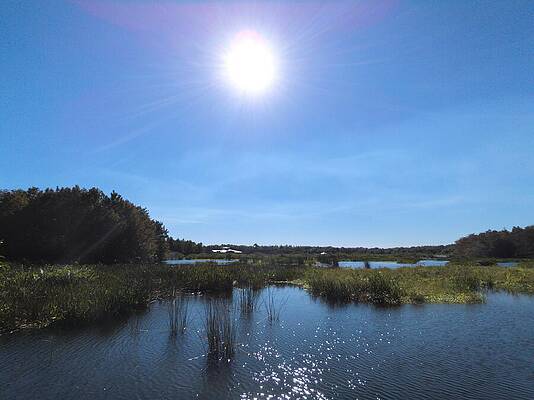 Nature Photograph - Green Cay Wetlands 3 by David McKinney