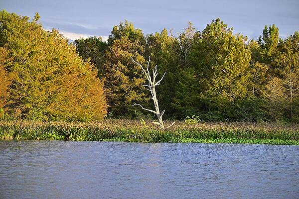Nature Photograph - Green Cay Wetlands Old Tree by David McKinney