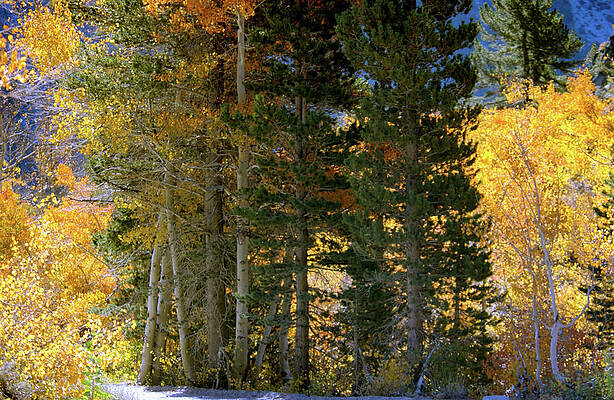 Tree Photograph - Green Conifers And Vibrant Golden Fall Foliage by Bonnie Colgan