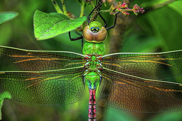 Wild Photograph - Green Darner Dragonfly Closeup by Dale Kauzlaric