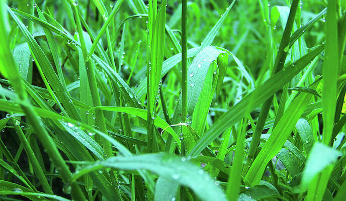 Photograph - Green Grass Leaves With Rain Drops - Close Up Photo by Nicko Prints