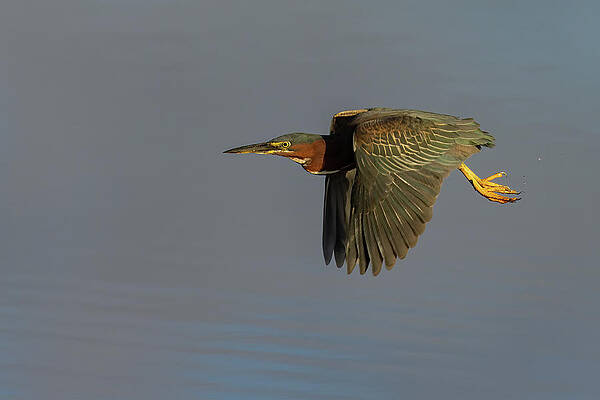 Florida Photograph - Green Heron Flight by RD Allen