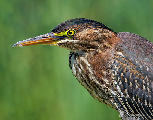 Beak Photograph - Green Heron Portrait by Joe Fisher