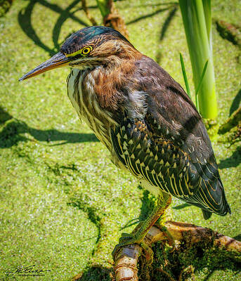 Beak Photograph - Green Heron Pose by Joe Fisher