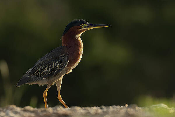 Florida Photograph - Green Heron Strut by RD Allen
