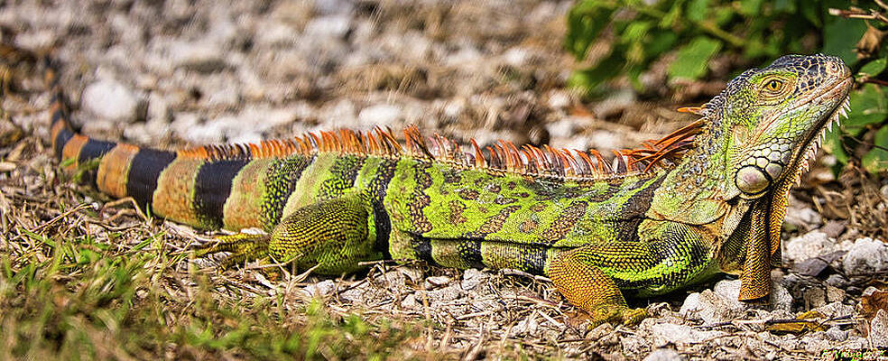 Animal Photograph - Green Iguana 1 by Rene Vasquez