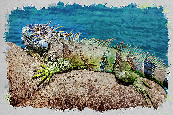Iguana Basking on a Rocky Surface Wall Art