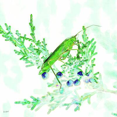 Green Grasshopper on a Branch Wall Art
