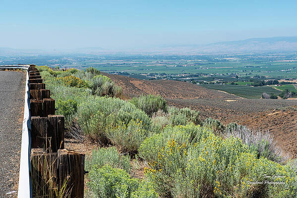 Wall Art featuring the photograph Green Kittitas Valley And Rabbitbrush by Tom Cochran