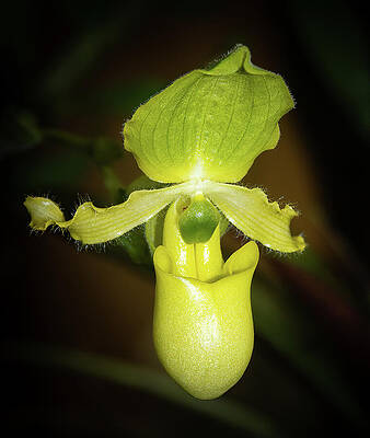 Beautiful Photograph - Green Ladys Slipper by Jean Noren
